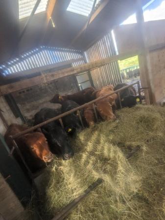Image 3 of Herd of Dexter cows, heifers and bull for sale