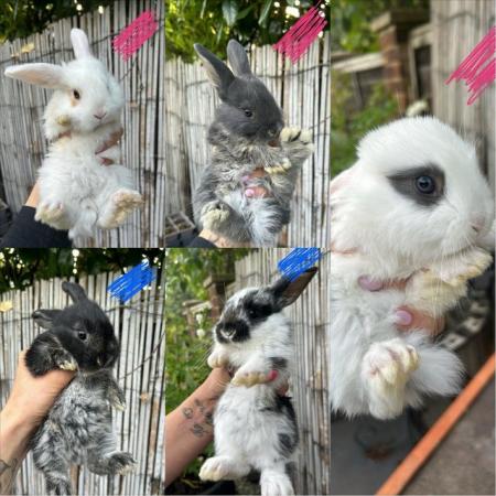 Image 13 of 4 left Giant French Lop x Lion Heads