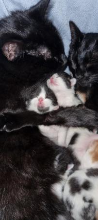 Image 1 of Kittens ready in 7 weeks time , female and male