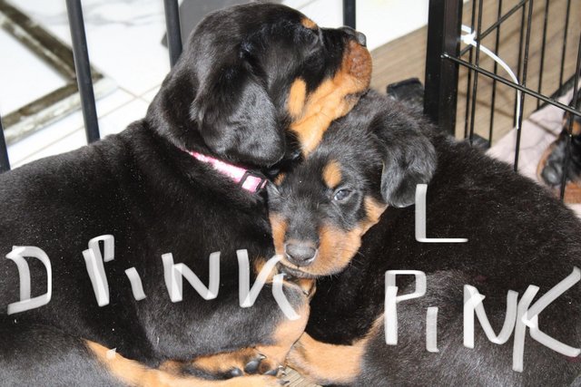 Image 12 of Gorgeous Rottweiler Pups not to be missed