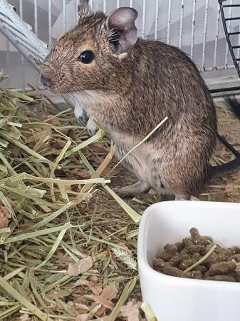 Image 4 of 2 Male Degus with Complete Set Up For Sale
