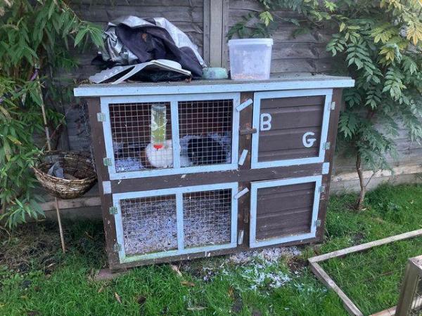 Image 7 of Two Male Guinea Pigs with double hutch with accessories