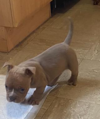 Image 10 of Pocket bullies for sale