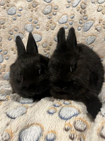 Image 3 of 8 weeks old Netherland dwarf rabbits