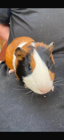 Image 4 of Male baby guinea pigs…..
