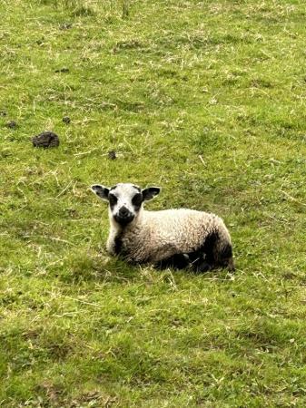 Image 3 of 2 registered pedigree shetland ewes