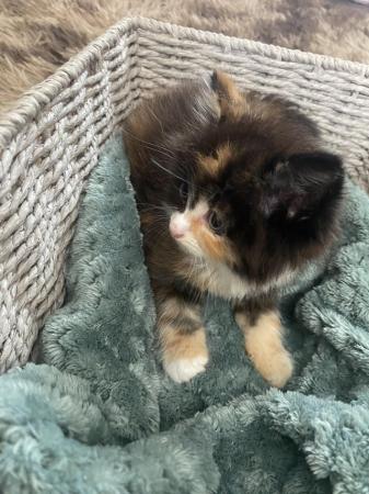 Image 3 of Beautiful kittens for sale