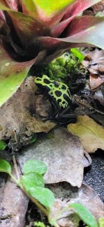 Image 5 of Dart frog dendrobate Tinctorius Green Sipaliwini froglets