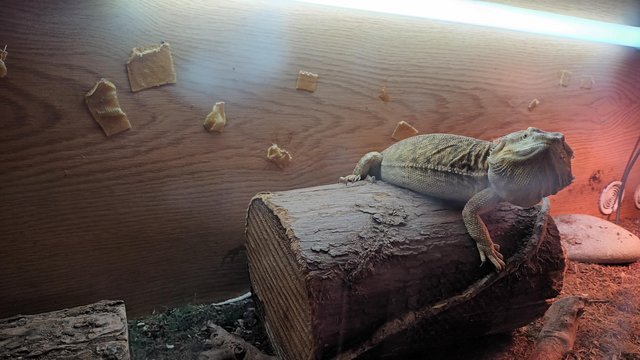 Image 3 of Twin set up with 2 Bearded Dragons