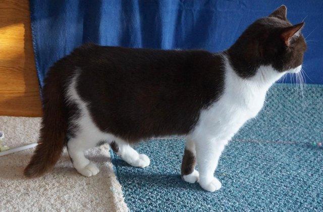 Image 2 of SOLD BSH Active Choc Bi colour Girl