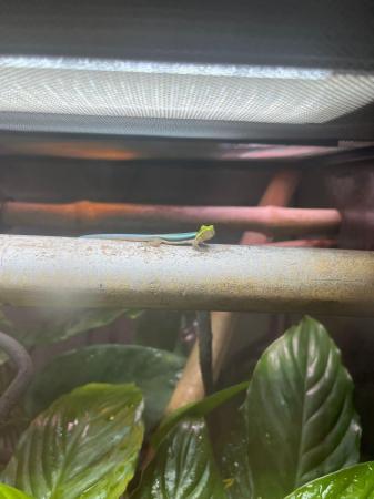 Image 1 of Phelsuma klemmeri - neon day gecko