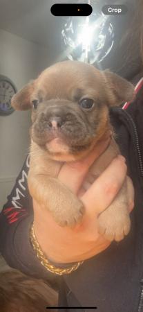 Image 9 of Beautiful French bulldog puppies ready to leave