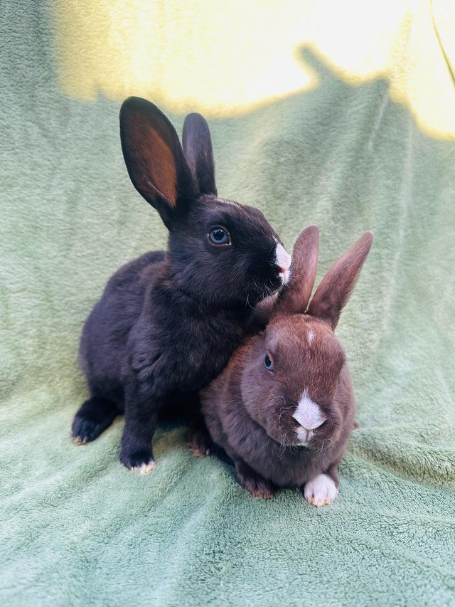 Preview of the first image of 2 Gorgeous mini Rex brothers with excellent temperaments..