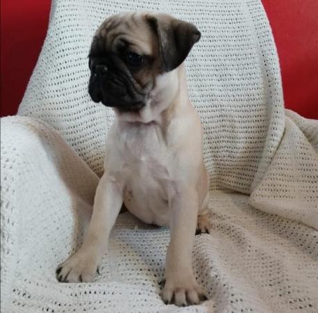 Image 1 of *Two boys ready now £700 beautiful pug puppies*