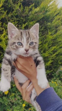 Image 5 of Tabby Kitten - 9 Weeks Old