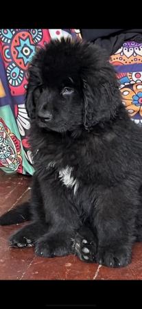 Image 1 of Newfoundland Puppies for sale