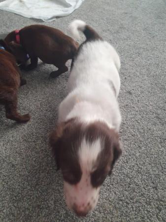 Image 15 of 8 week old mini dach x Springer spaniel pups