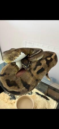 Image 5 of Male breeder pied ball python