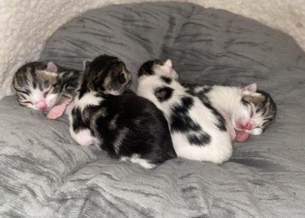 Image 11 of Kittens looking for forever homes