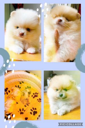 Image 4 of Teddy face Pomeranian puppies
