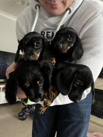 Image 7 of 4gorgeous Black and Tan, Miniature Dachshund Puppies