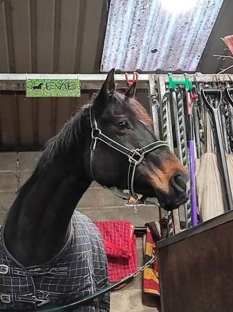 Image 1 of Gorgeous 16hh TB Mare 10 in May 2024