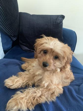 Image 3 of 4 month old male cavapoo