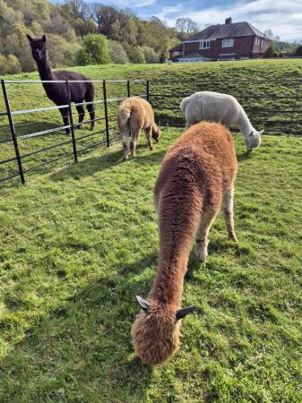Image 3 of 8 BAS registered female alpacas looking for new loving hom