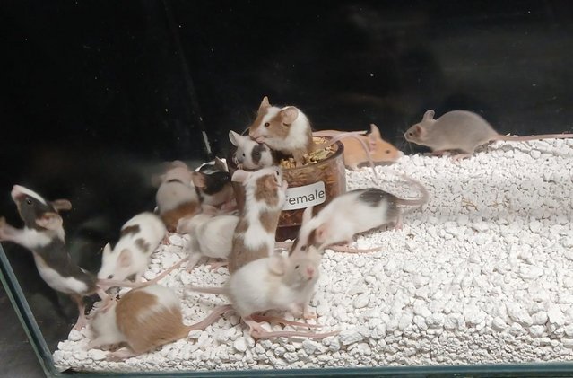 Image 17 of Baby Mice , Tri and mixed coloured