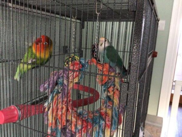 Image 3 of Pair of bonded lovebirds for sale