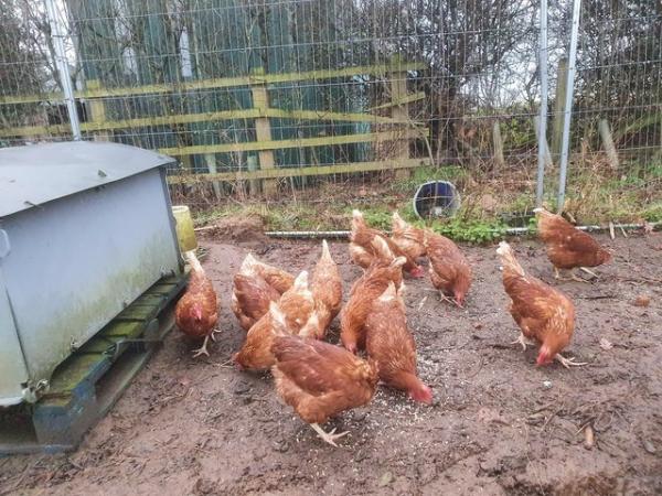 Image 1 of Hens for sale point of lay