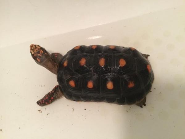 Image 3 of 2 male redfoot tortoises for sale