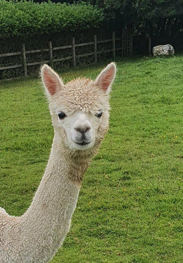 Preview of the first image of 2 x Female Yearling Alpacas looking for a new home.