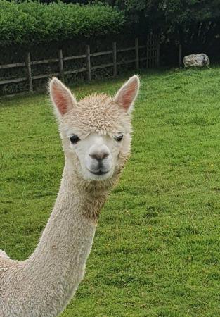 Image 1 of 2 x Female Yearling Alpacas looking for a new home