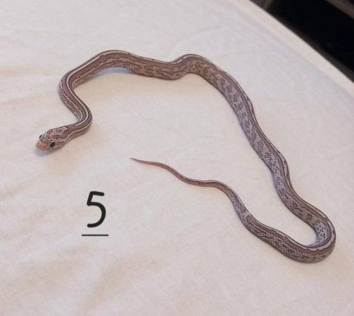 Image 12 of Lavender corn snake clutch with multiple hets