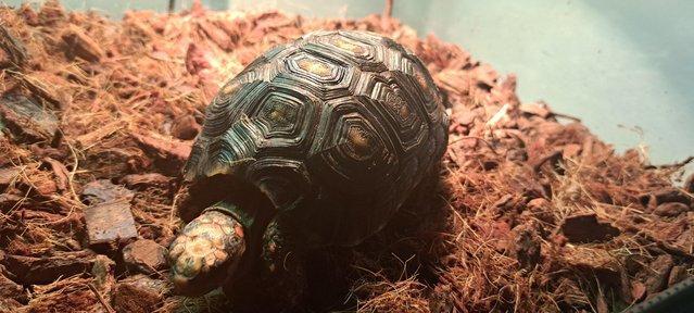 Image 2 of Two Red foot Tortoises With Setup