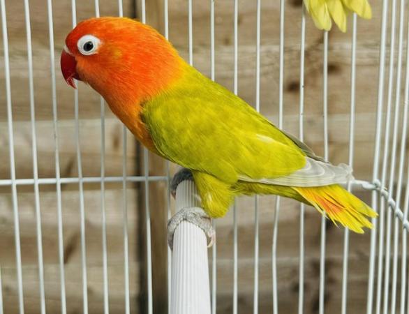 Image 5 of Fischers Lovebirds mutations available