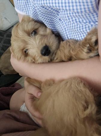 Image 1 of Cockapoo puppies for sale blonde and red