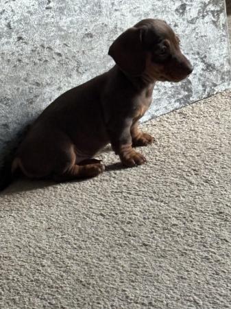 Image 1 of Mini dachshund chocolate pups