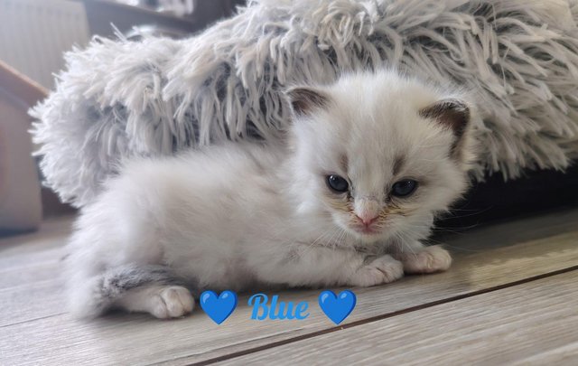 6 Pure breed Ragdoll Kittens — photo 4 of 4