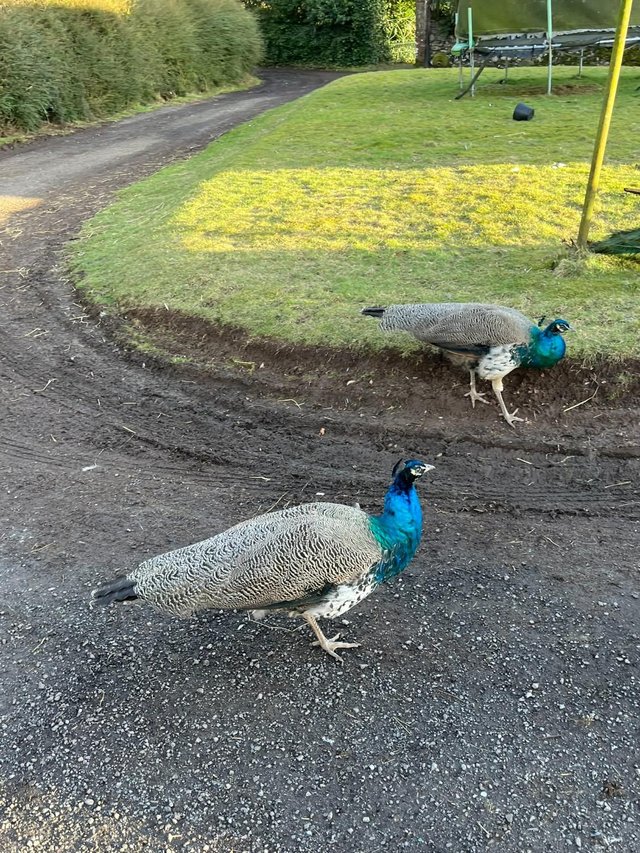 Preview of the first image of Peacocks for sale 2023 hatch.