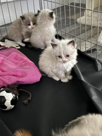 Image 4 of Pure Bred Ragdoll Kittens