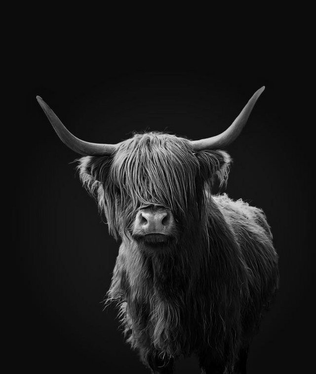 Preview of the first image of Lovely framed picture of a Highland Cow.
