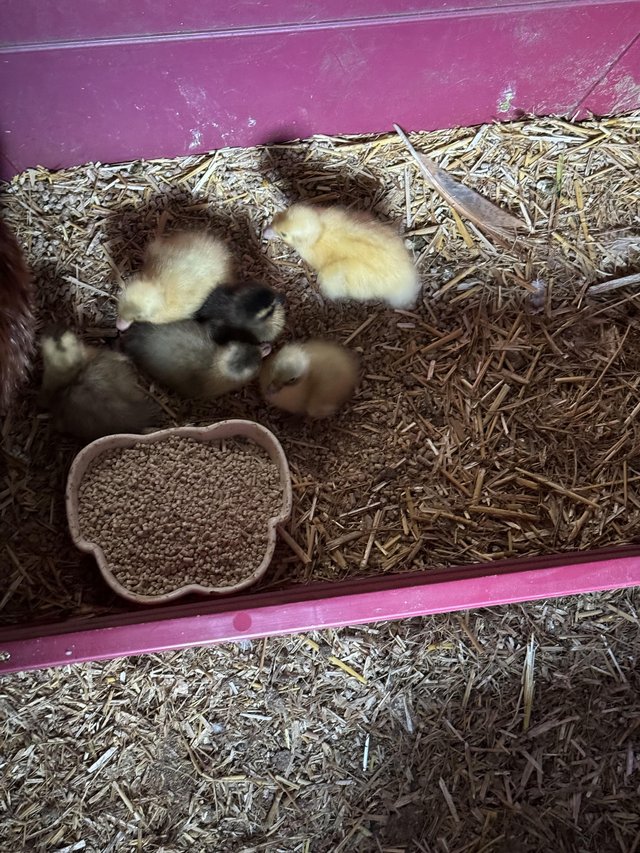 Preview of the first image of Plymouth Rock chicks and call ducklings.