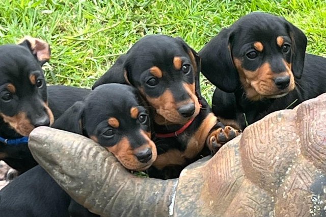 Image 1 of Reduced- Miniature Dachshunds Ready to go