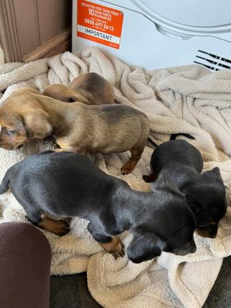 Image 5 of Jack Russell X Dashund puppy’s