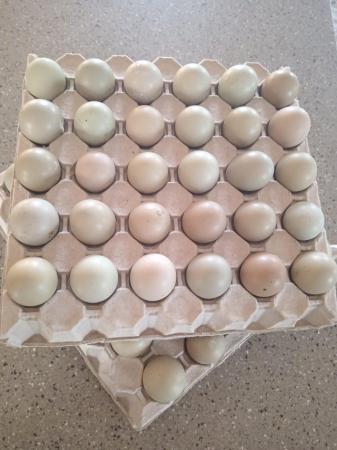 Image 1 of 6x White Pheasant Hatching eggs