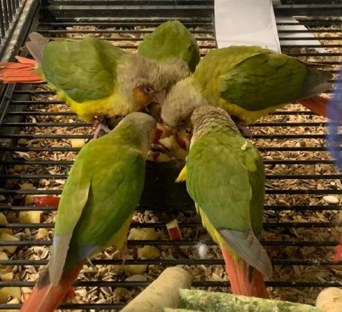 Image 5 of BIRDS/PARAKEETS/PARROTS AVAILABLE