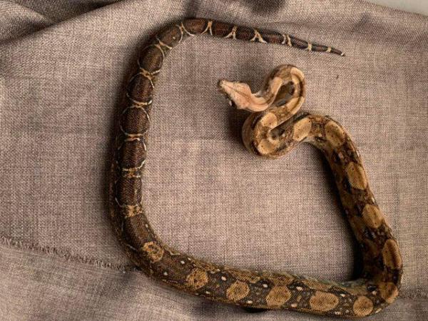 Image 7 of Female dwarf boa constrictor 2 years old