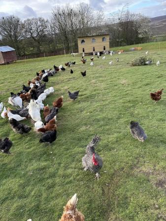 Image 2 of Laying hens 22 weeks old organic healthy chickens